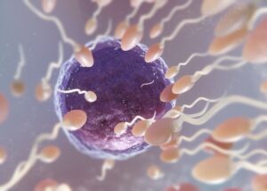 óvulo con espermatozoides